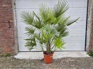 arbuste d'ornement Europese Dwergpalm - Chamaerops Humilis - Mediterrane boom - hoo