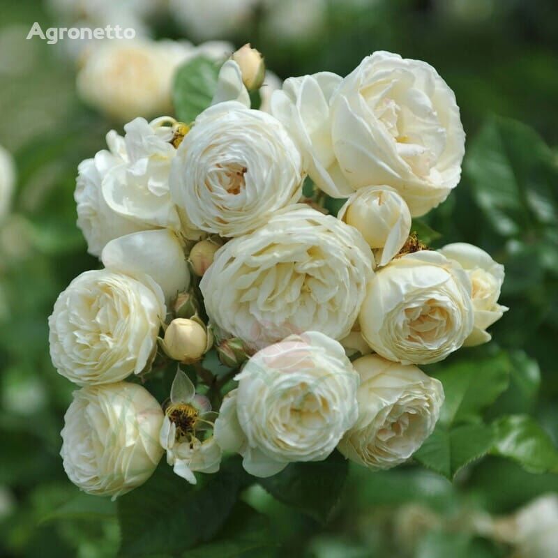 arbuste d'ornement Róża Artemis