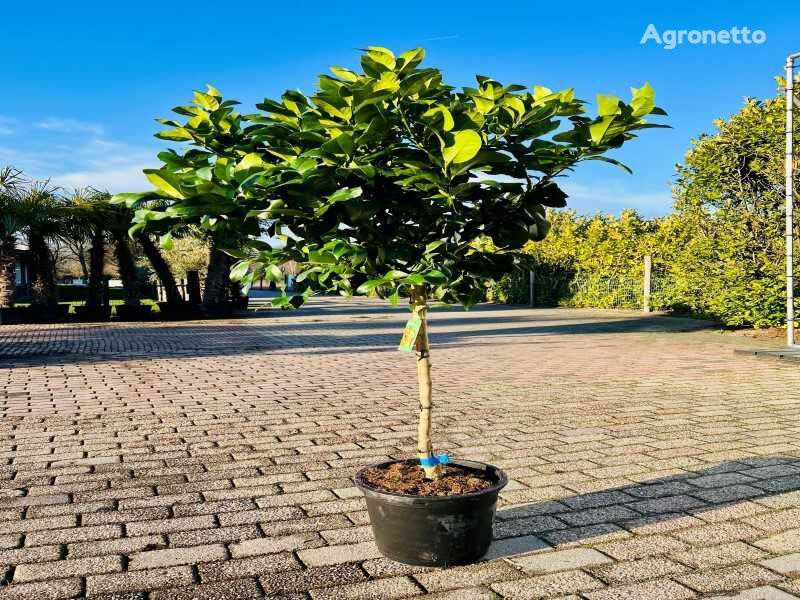arbuste d'ornement citroenboom 160cm hoog