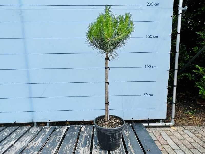 arbuste d'ornement pinus pinea 160/180cm