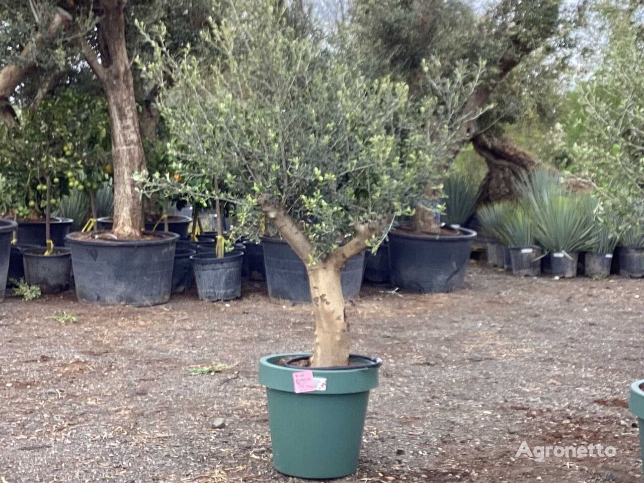 jeune arbre fruitier Olivenbaum im Deko-Topf (Beides winterhart)