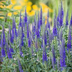 Véronique 'Anniversary Blue' Veronica spicata