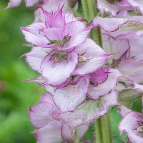 semis de fleur Szałwia Muszkatołowa Salvia Sclarea